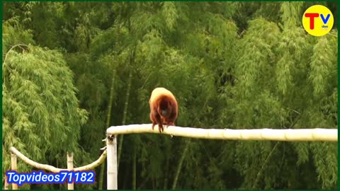 Watch how this monkey got its favorite food