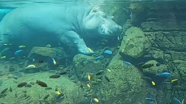 Hippos be crazy