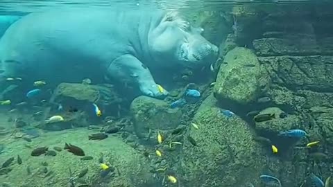 Hippos be crazy