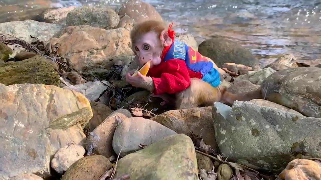 Build a wonderful shelter in the middle of a stream with adorable baby monkeys-9