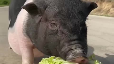 pig and dog bestfriend