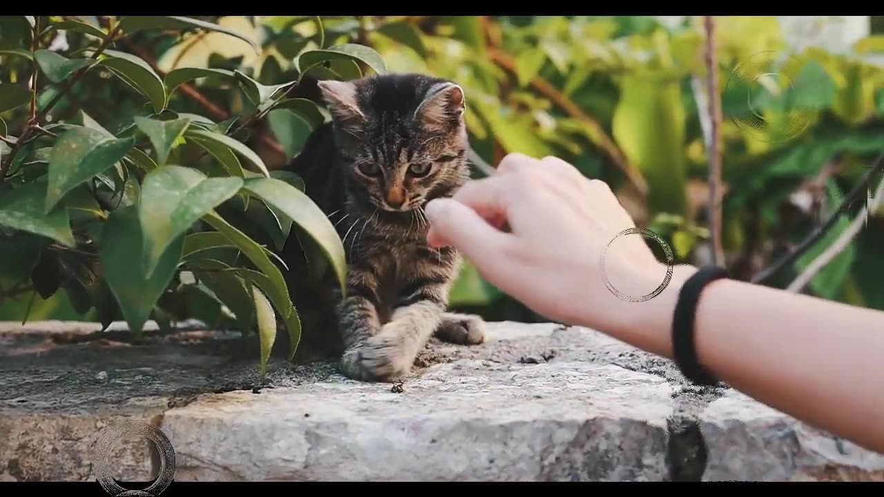 Funniest Cats