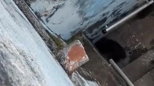 Puppy that entertains himself