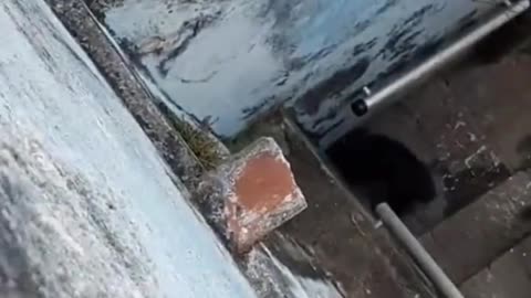 Puppy that entertains himself