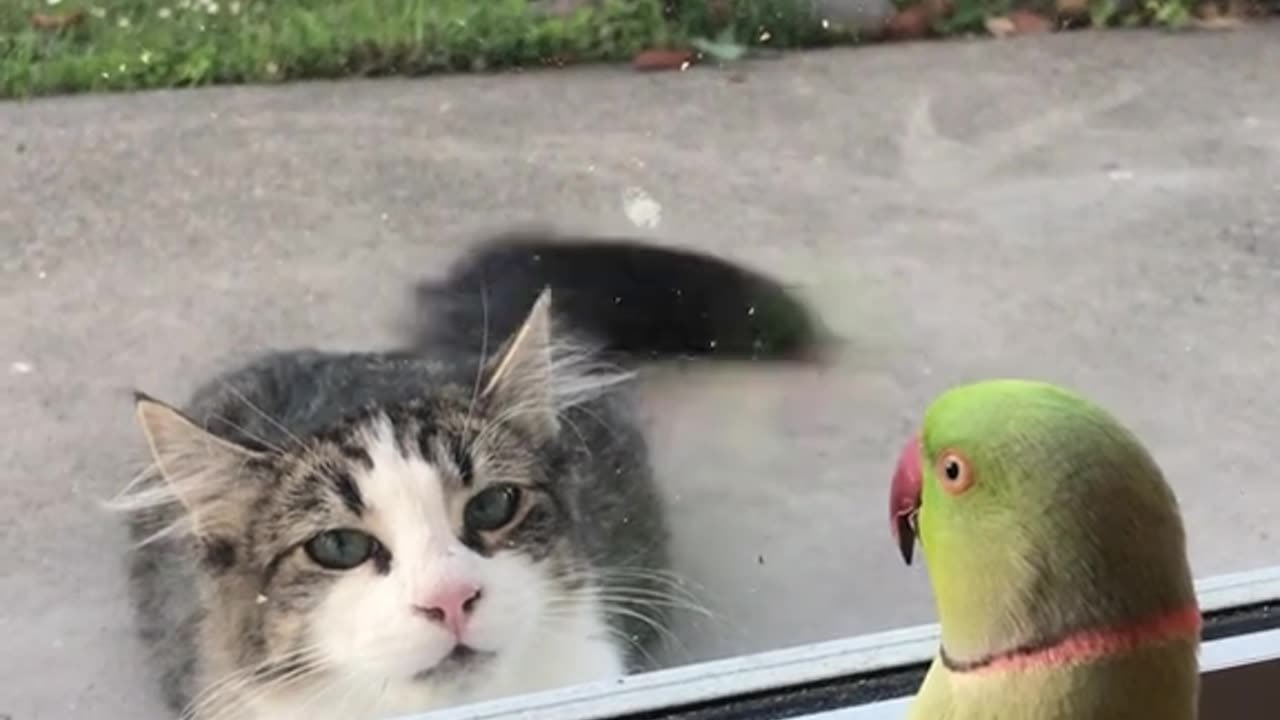 Interesting conversation between parrot and cat.