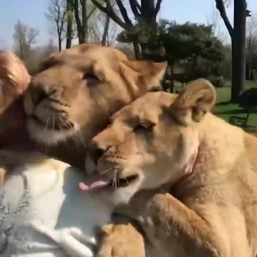 Amazing lion king with girls love