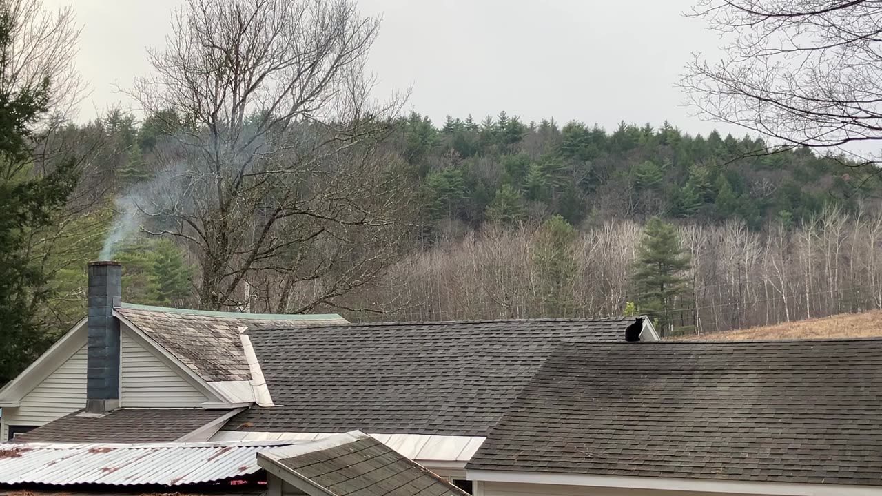 The Cat’s on the Roof 🐈‍⬛