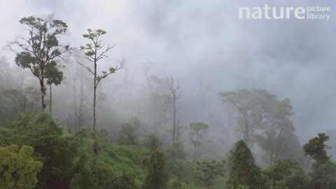 Trees in mist, Amazon rainforest, Ecuador