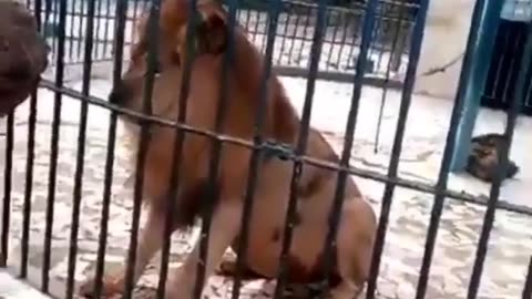 Lion catches a bystander's hand😳