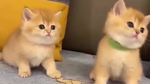 Cutest Cat Cutest Cat Video 2022 #2022