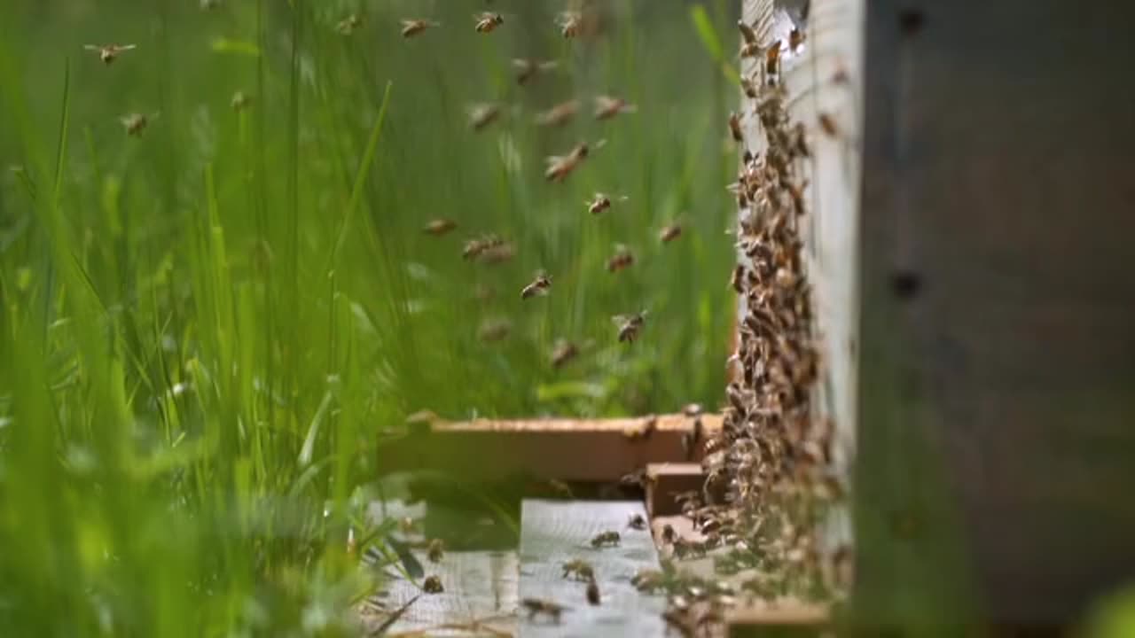 Hone Bee Colonies