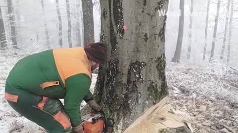 Incredible Fastest Skill Huge Tree Felling With Chainsaw, Dangerous Stihl Chainsaw Cutting Tree Down