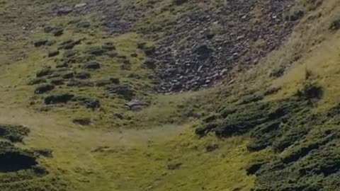 Markhor: All About Markhor Animals & Interesting Facts | Amazing Facts About the Markhor #markhor