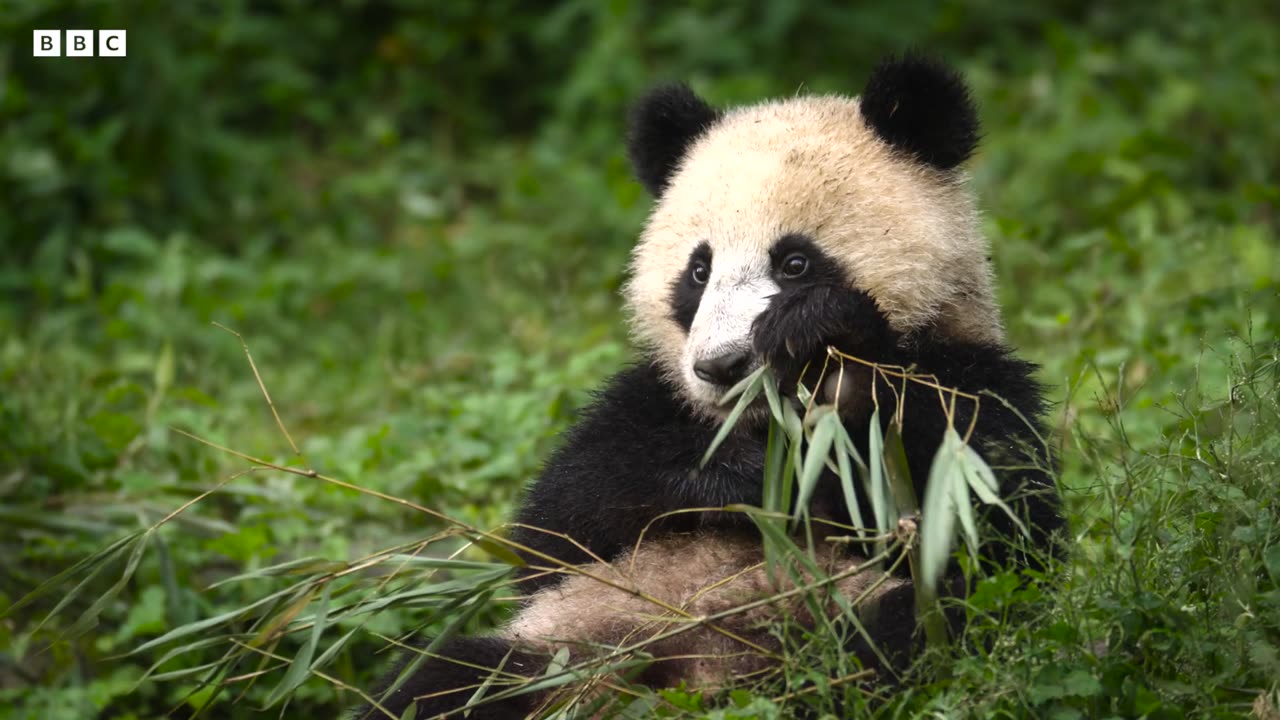 Panda Mother Teaches Cub How to Eat Bamboo | 4KUHD | China: Natures Ancient Kingdom | BBC Earth