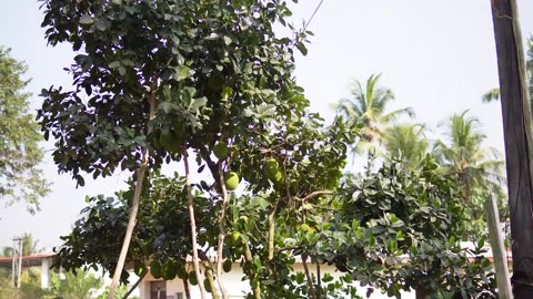 All Season Jackfruit - Jack Anil's Ninnikallu Nursery