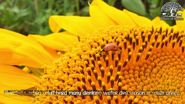 Ladybug or ladybird are running on yellow sunflower