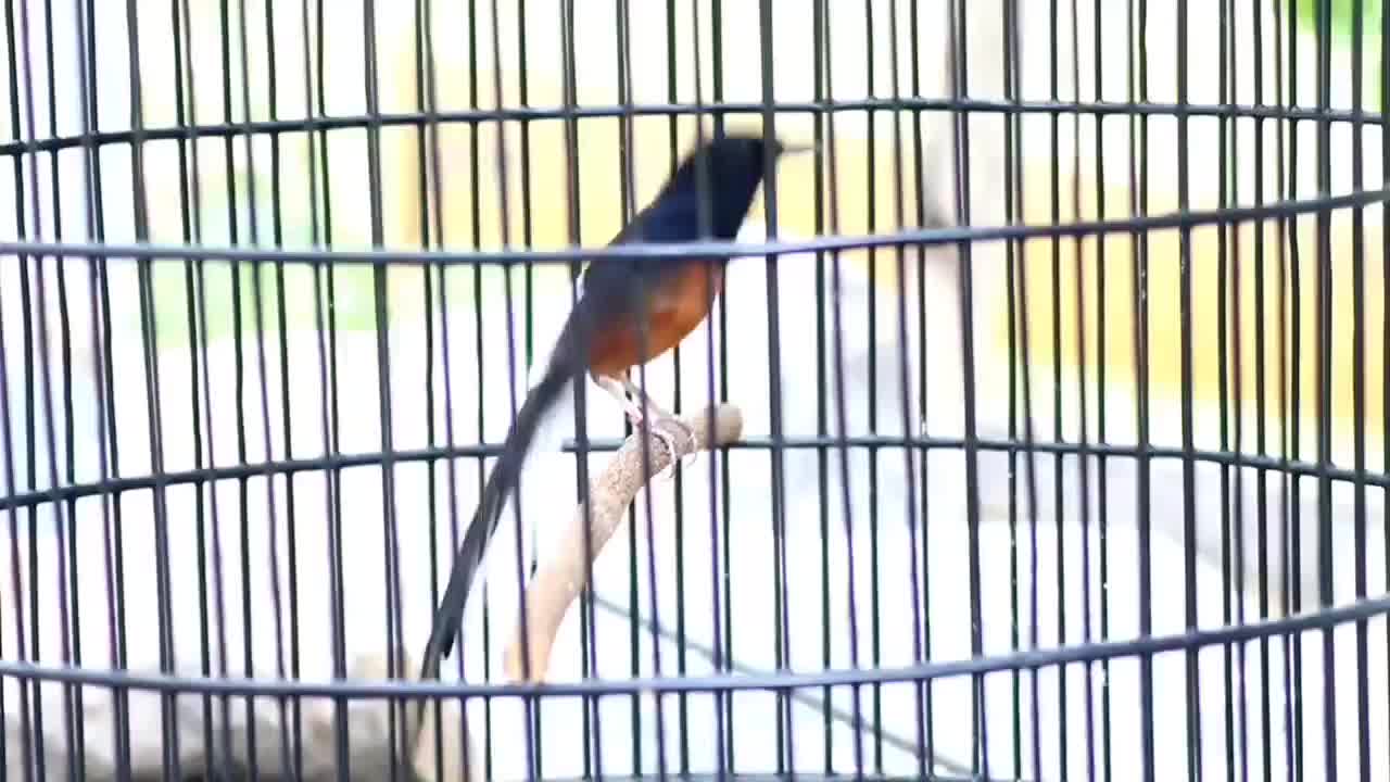 The sound of a beautiful stone magpie