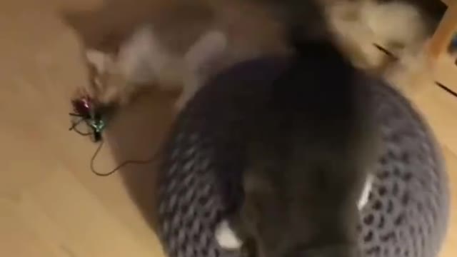 Funny cats || Don't try to hold back Laughter || Just look Funny Cats Life