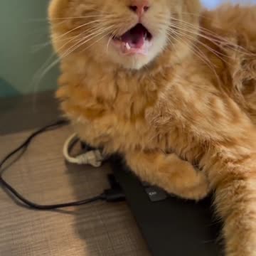 Funny cat_For today, the work is finished 😌