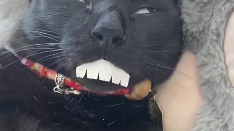 funny smile cat