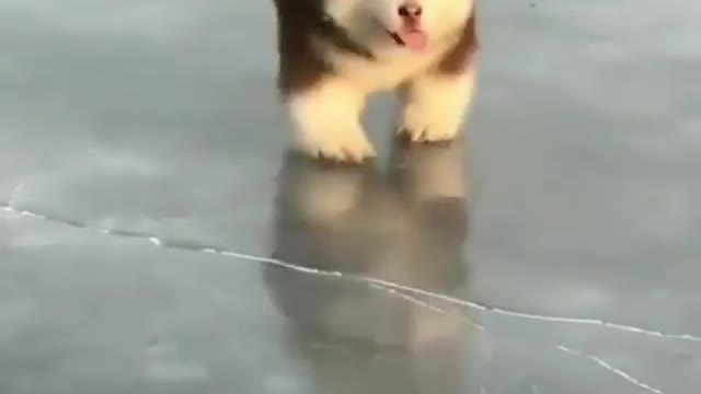 Little fat pier