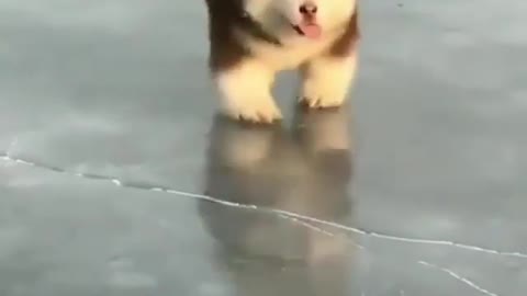 Little fat pier