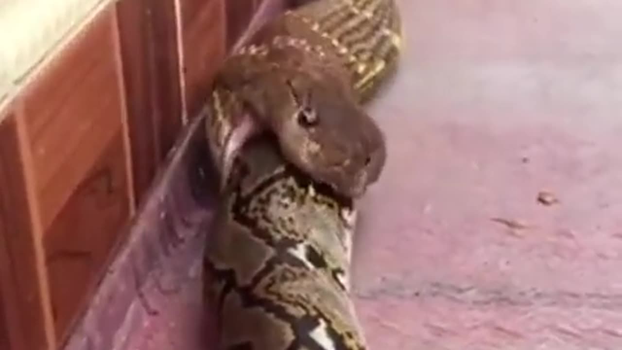 Snake eating snake 🐍