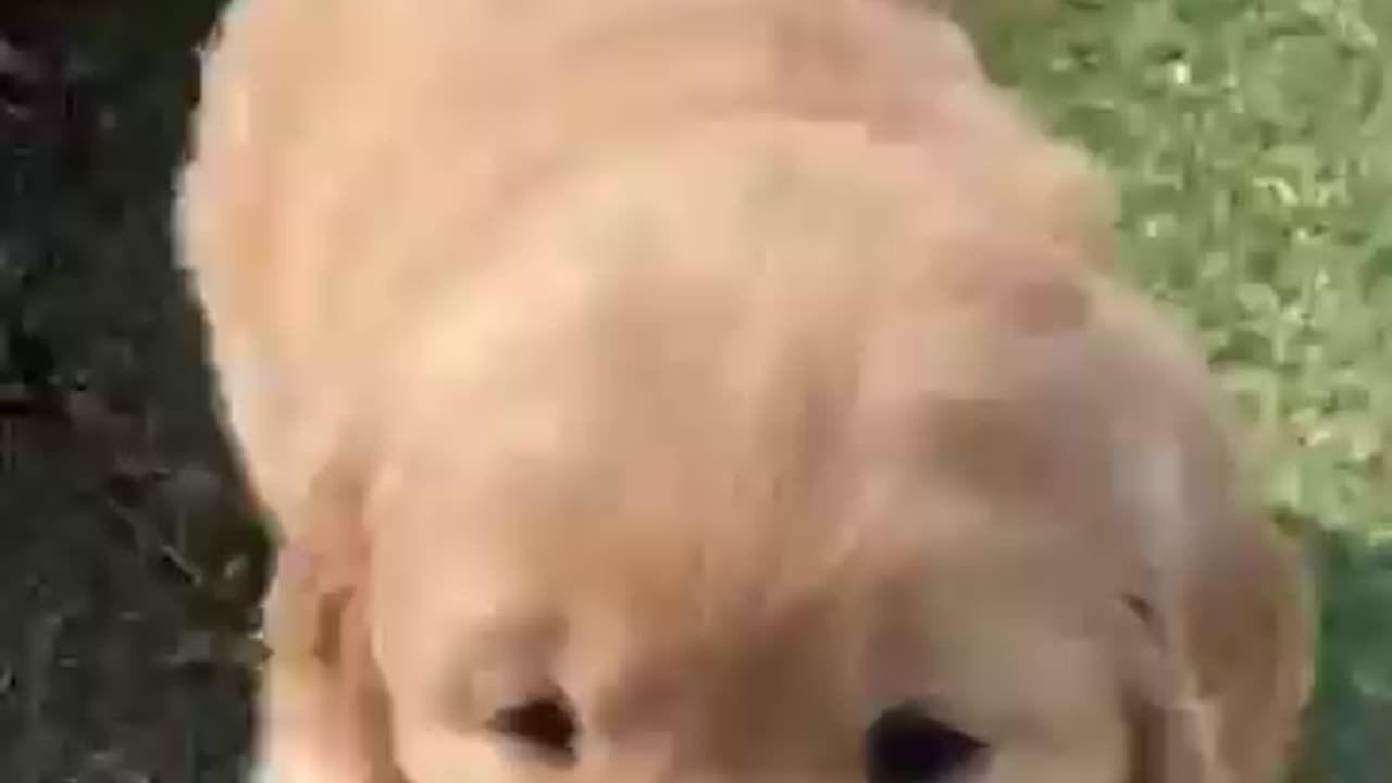 Super fluffy golden retriever puppy!!