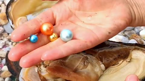 pearl seafood hunting pearls picking pearls