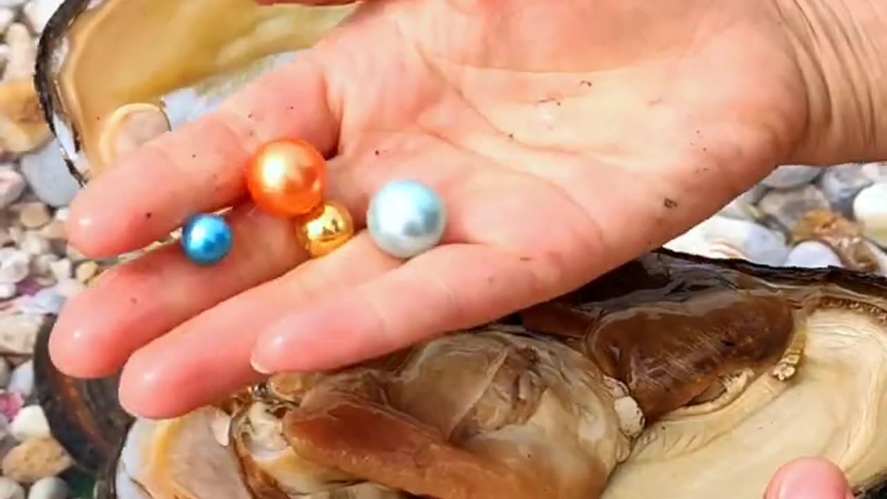 pearl seafood hunting pearls picking pearls