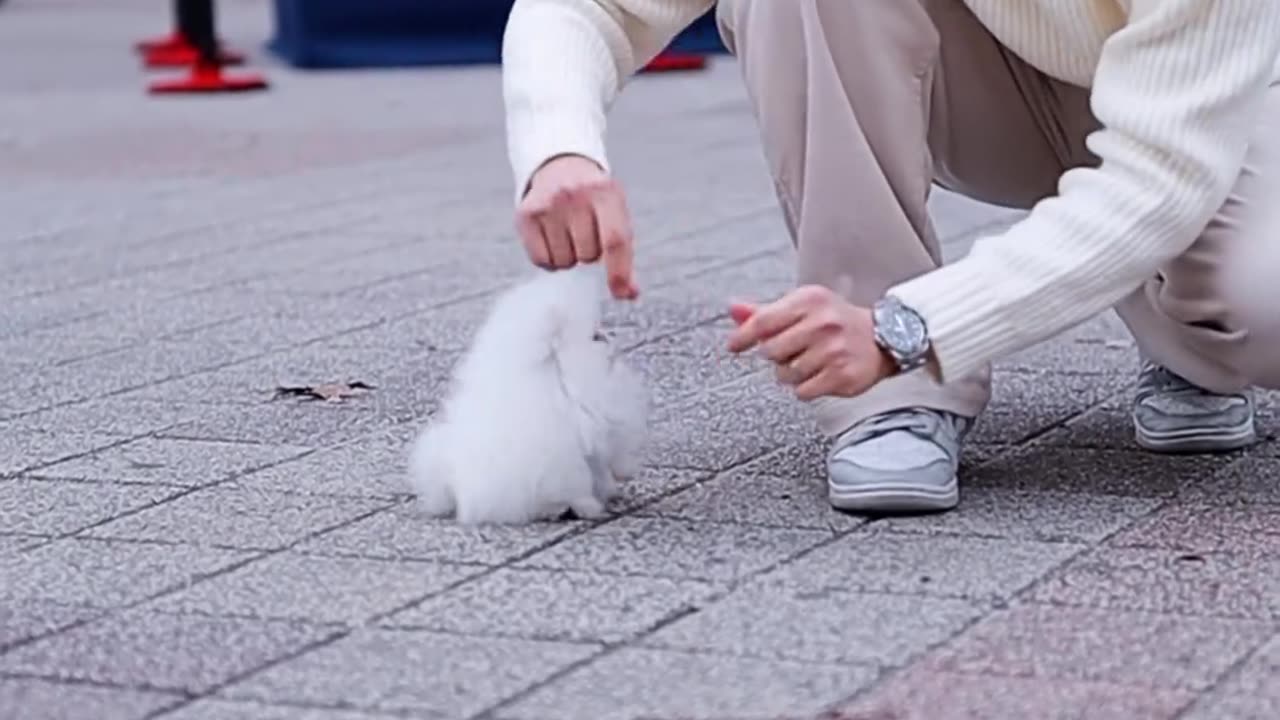 Cute dog