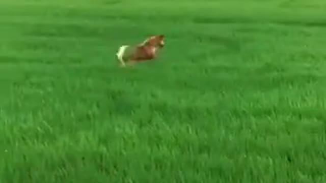 The dog bouncing around in the rice field is really cute