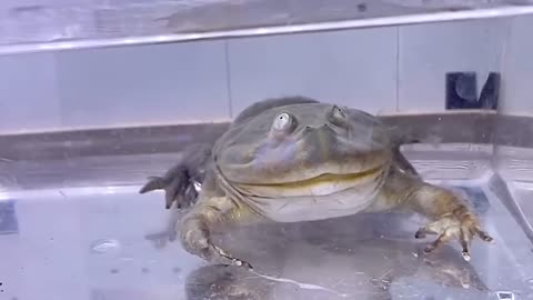 Badgett's frog with a ○○ coming out of its mouth when it eats rice