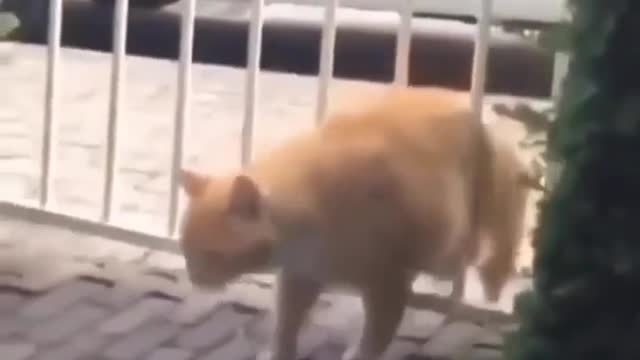 Cat funny video