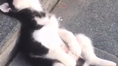 cute dog sleeping on stairs