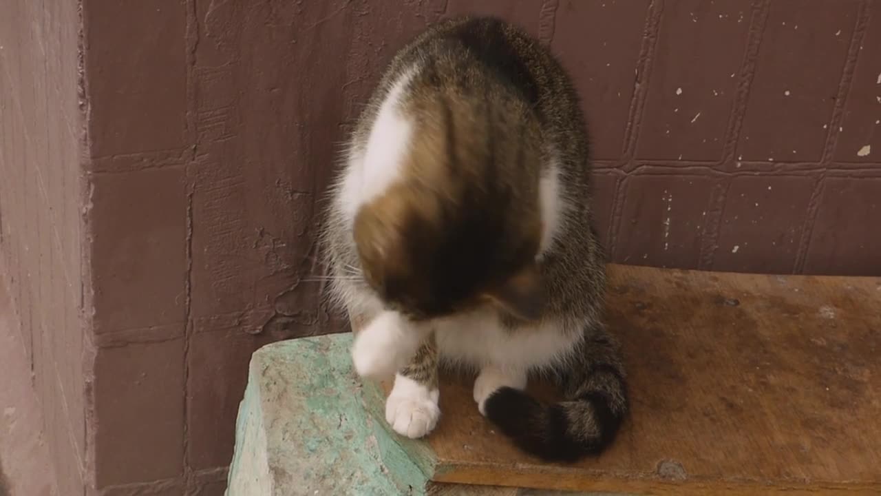 Cat cleaning itself