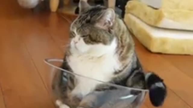 funny cat on the bowl