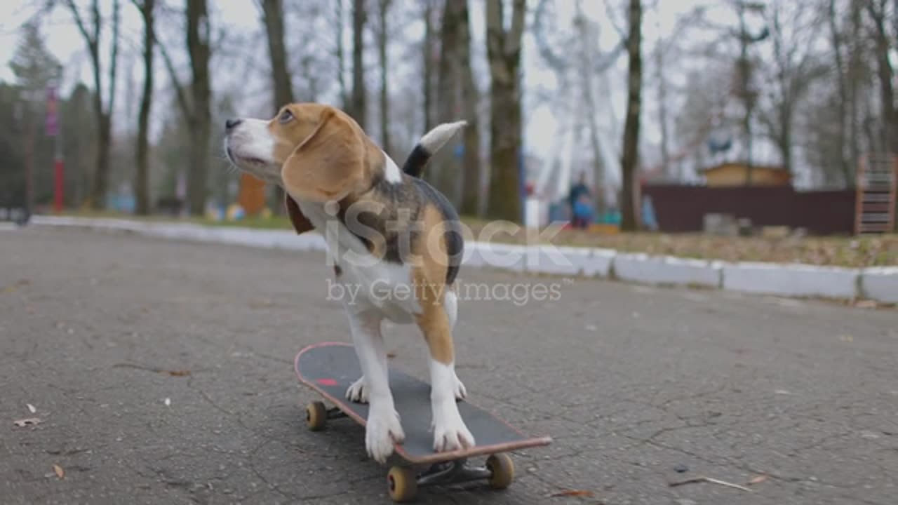 The Cute Is Learning to Skateboard