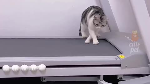 Cat dance