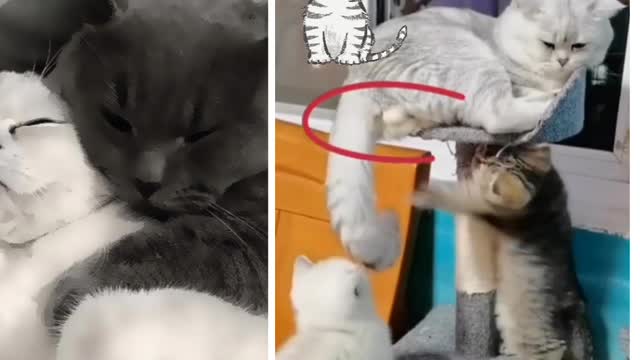 I'm sure you've never seen such cats before and how they behave