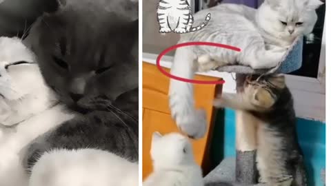 I'm sure you've never seen such cats before and how they behave