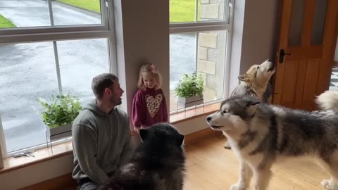 Excited Dogs Finally Reunited With Their Dad! They Go Crazy Howling!