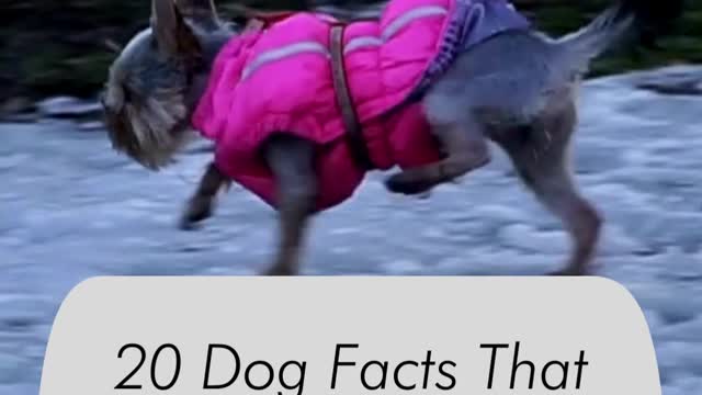20 Dog Facts That Will Make You Even More Amazed by Your Best Friend