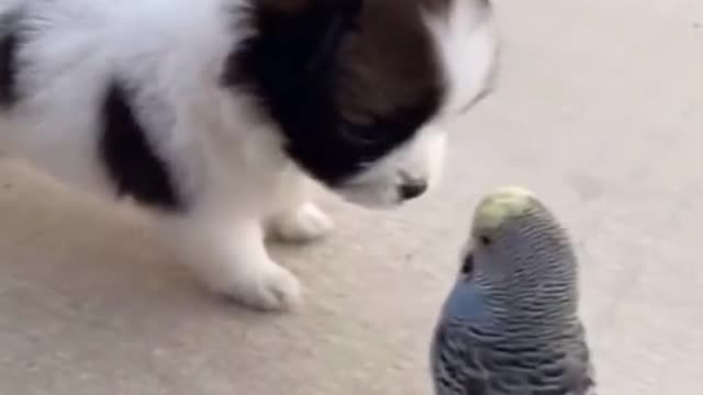 #dog #pet #dogsoftiktok #cute #