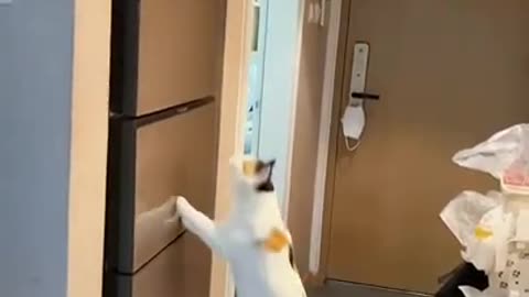 Beautiful cat flying high #shorts #viral #shortsvideo #video