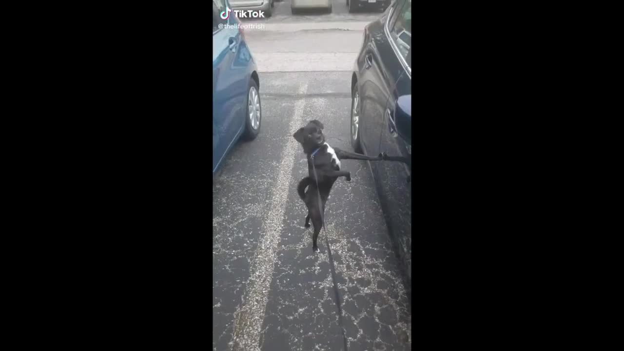 Funniest Dogs Videos -TikTok - Best Compilations