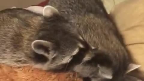 Pet Raccoons Get Into Fight Over Stuffed Toy