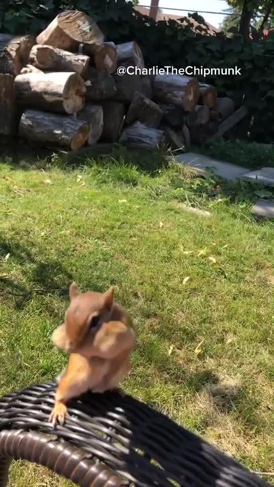 Charlie The Chipmunk 1