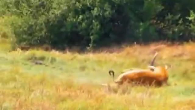 The tussle turned into a leopard entanglement