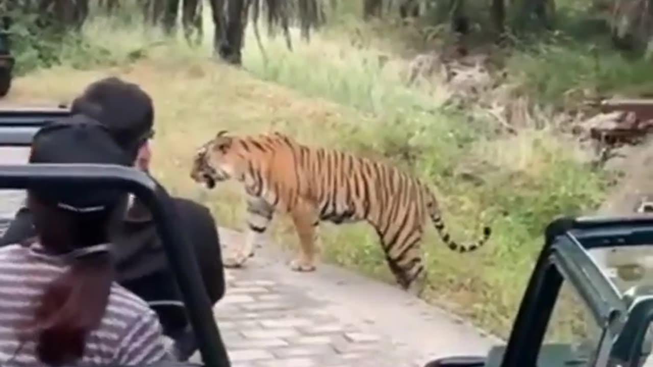 Animals live
